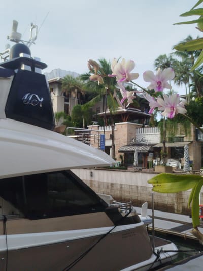 In the city of Ko Kaeo, Thailand, a white and tan yacht is moored at a dock. The yacht has a dark-colored superstructure with a logo visible on it. In the foreground, a branch of pink and white orchids hangs down, with some leaves to the right. In the background, palm trees are visible, along with a building that appears to be a restaurant or shop with awnings and outdoor seating. The sky is overcast.