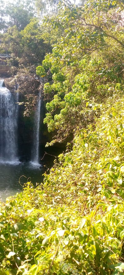 A waterfall cascades into a pool below, partially obscured by lush vegetation in the foreground and to the right. Sunlight illuminates the greenery, highlighting various shades of green in the leaves and foliage. The waterfall itself is divided into two distinct streams, creating a dramatic effect. The surrounding area is densely wooded, with trees lining the top of the waterfall.