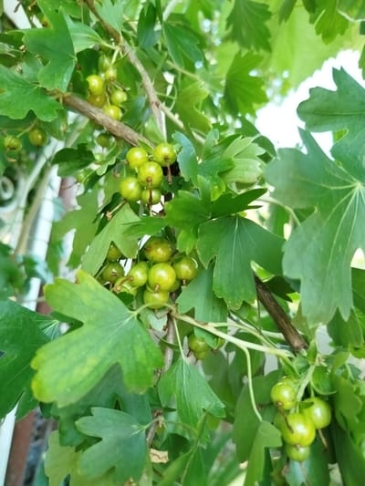 This image shows a close-up view of green gooseberries growing on a bush. The gooseberries are round and clustered together on thin stems, surrounded by large, lobed green leaves. The bush appears to be outdoors, with hints of bright sky and possibly some fencing in the blurred background, suggesting a garden or yard setting. The scene is bathed in natural light, creating soft shadows and highlighting the textures of the leaves and fruit. The image was captured in Ceadîr-Lunga, Moldova.