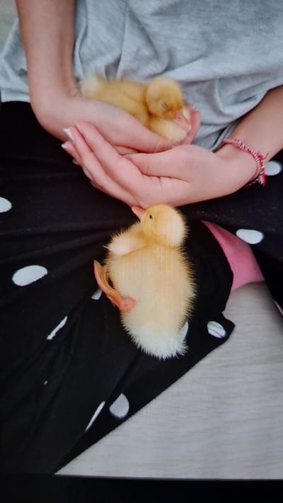 Two young ducklings are shown in this image. One duckling is nestled in the cupped hands of a person, appearing to be asleep. The other duckling is lying on its back on a black fabric with white polka dots, near the person's lap. The person is wearing a grey t-shirt and a bracelet on their wrist. The scene appears to be indoors. No specific location in Büyükçekmece, Turkey can be determined from the image.