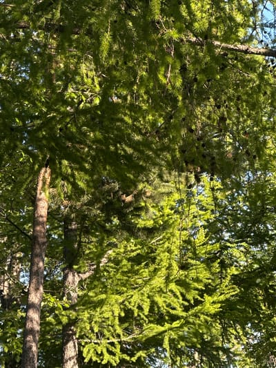 The image shows a close-up view of pine trees in Yelizovo, Russia. The branches are covered in green pine needles and small brown pinecones. The sun is shining through the branches, creating shadows on the foliage. In the foreground, a tree trunk with rough bark is visible. The background shows a clear blue sky. The scene appears to be a natural, outdoor environment.