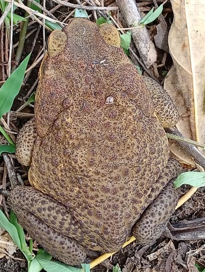 A top-down view shows a brown toad with a warty, textured back and bumpy skin. Its eyes are visible as dark spots on its head. The toad is resting on a surface composed of dry leaves, twigs, and some green grass, suggesting it is in a natural or semi-natural outdoor environment. There are no discernible elements in the image that would allow for the specific identification of its location within the city of Carmen, Philippines.