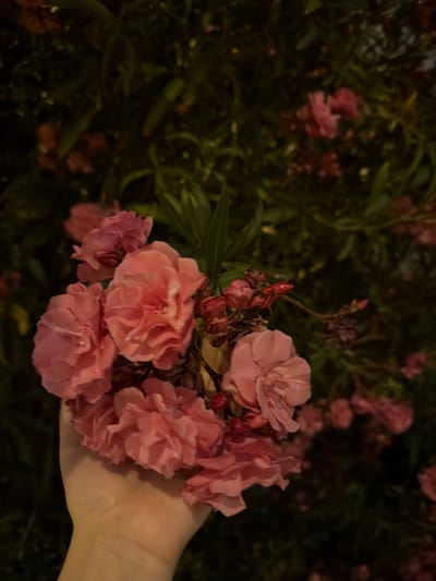 A close-up, slightly out-of-focus shot captures a person's hand holding a cluster of pink oleander flowers against a dark, lush green background of oleander bushes. The flowers, with their delicate petals, are the primary subject, drawing the viewer's attention. The hand, a pale skin tone, is positioned to support the bloom, suggesting a moment of appreciation or a casual gathering of flowers. The overall scene evokes a sense of natural beauty and tranquil outdoor ambiance, possibly in a garden or park setting within Ibiza, Spain, where oleander plants are common.