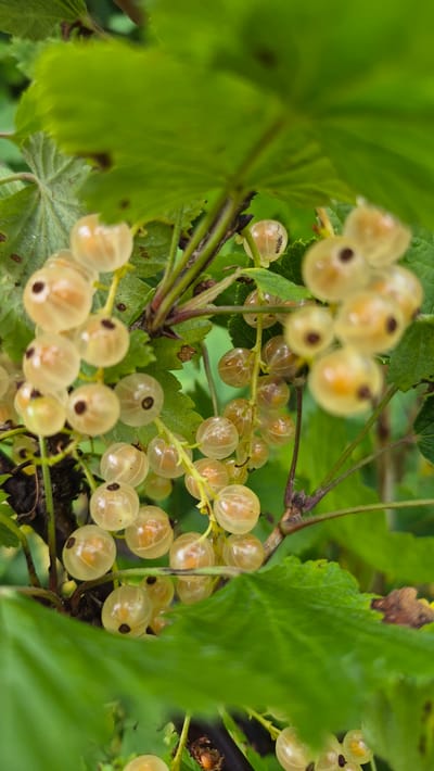 A close-up, vertical, full-frame shot captures a cluster of translucent white currants hanging from a branch amidst lush green foliage. The currants, illuminated by natural light, exhibit a soft glow, with visible seeds and dark centers. The leaves are a vibrant green, some in sharp focus and others softly blurred in the background, suggesting a shallow depth of field. The overall impression is one of natural beauty and the ripeness of fruit on a plant. The location is Ļūbaste 0001, Latvia, where the image was taken.