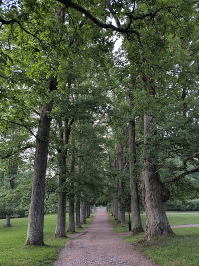 The image depicts a gravel path lined with mature oak trees on either side, forming an avenue. The path recedes into the distance, where a white, ornate gate is visible. Lush green grass covers the ground to the left of the path, with some trees visible in the background. The trees are large with thick, textured bark and dense green foliage. The lighting suggests it is daytime, possibly late afternoon or early evening, with soft light filtering through the leaves. This scene is located in the city of Vantaa, Finland, specifically within the grounds of the historical estate of Backbyn kartano.