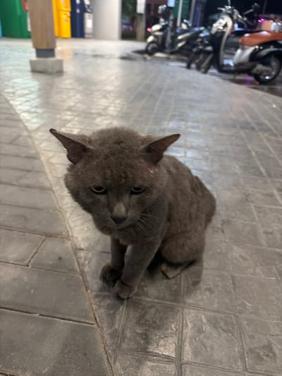 A gray cat is lying on a paved walkway. The cat is the primary subject and is looking towards the camera with its head slightly tilted. Its ears are pointed, and its eyes are open. Its body is curled up on the ground. The background consists of a tiled surface and, to the left, blurry images of motorcycles and some colorful objects that might be signs or shelves. There are no people visible in the image. The lighting suggests it might be daytime, but the overall scene is somewhat dim. The setting appears to be an outdoor area, possibly a street or sidewalk in a commercial or residential area. The ground is paved with square tiles, some of which are darker than others. The cat's fur is short and appears somewhat tousled. There is no visible text in the image.
