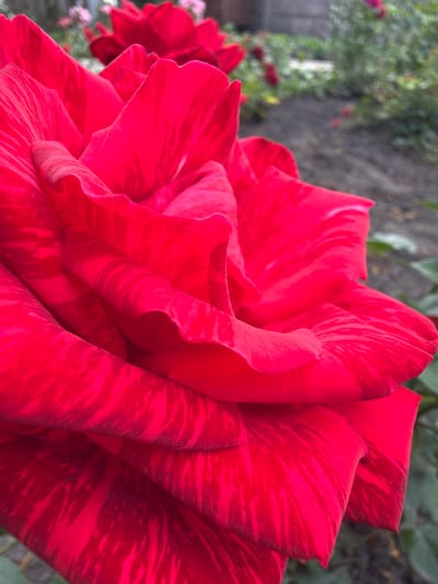 This media file is a close-up photograph of a vibrant red rose with distinctive red-and-white striped petals. The flower is the primary subject, filling most of the frame. The shallow depth of field blurs the background, which appears to be foliage and a rough, gray surface, possibly a wall or rocky ground. The lighting suggests it might be daytime, perhaps overcast, as there are no harsh shadows. The image captures the intricate details and velvety texture of the rose petals, highlighting the unique marbling effect. There is no discernible text, people, or specific activity taking place; the focus is solely on the beauty and detail of the single rose. The location context of Velyki Osniaky, Ukraine, provides a geographical reference but is not visually evident within the image itself.