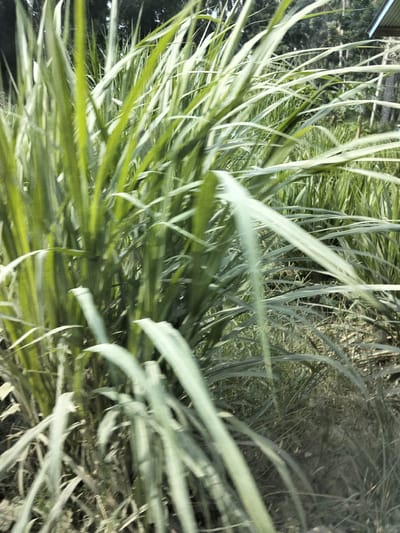 A close-up, motion-blurred shot captures a dense growth of tall, green grass. The grass blades are long and slender, with some appearing lighter green or white due to the lighting. The foreground is dominated by these blades, creating a lush, almost overwhelming visual texture. In the background, the grass continues, interspersed with darker greenery that suggests trees or foliage. The overall impression is of a natural, untamed environment. The image is located in Teupinreudeup, Indonesia.