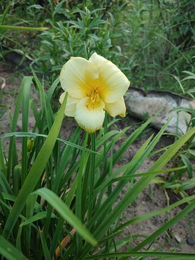 This media file depicts a close-up view of a single, pale yellow daylily bloom. The flower is in focus and prominently positioned in the center of the frame, surrounded by lush green foliage. The daylily has delicate, ruffled petals and a distinct, darker yellow throat with visible stamens. Surrounding the bloom are long, slender green leaves, some of which are slightly blurred, creating a sense of depth. In the background, the scene transitions to a more out-of-focus area with more greenery, soil, and a large, light-colored object that appears to be a log or a rock covered in a rough texture. The overall impression is of a natural outdoor setting, likely a garden or a wild area. The lighting suggests it is daytime, possibly overcast or late afternoon, as there are no harsh shadows. The image conveys a sense of tranquility and the natural beauty of a blooming flower. No people, text, or specific events are visible. The location context provided is Narowlya, Belarus.