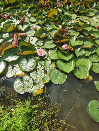 The image shows a pond filled with lily pads in Laskino, Russia. Two pink water lilies are in bloom amidst the lush green lily pads. The water is dark and still, reflecting the overcast sky. The edges of the pond are lined with tall green grass and reeds. The scene is peaceful and serene, typical of a natural pond in a rural setting.