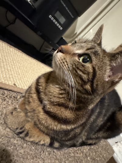 An eye-level shot captures a domestic tabby cat in an indoor setting. The cat, with prominent brown and black striped fur and striking green eyes, is seated or crouching on a light brown, textured carpet. Its head is turned towards the left, with its gaze directed off-frame, suggesting a moment of alert observation or curiosity. Long white whiskers fan out from its muzzle.
To the left of the cat, a black electronic device is partially visible. The brand name "HONEYGUARDIAN" is clearly printed on its front panel, below which a digital display shows numbers and several small, circular buttons. The device appears to be resting on a lighter beige textured surface, possibly a cat scratching post or another carpeted area, which contrasts with the darker carpet the cat is on. The background behind the device is a light-colored wall or surface. The overall lighting is moderate, highlighting the cat's fur and eye details. The scene portrays the cat in a calm and focused demeanor.