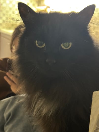 The image shows a close-up of a black cat's face. The cat has green eyes and long, fluffy fur. The background is blurred and appears to be indoors, with a person partially visible behind the cat. The image does not provide any information about the location in the city of Pushkino, Russia.