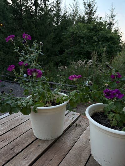 Two white plastic planters filled with dark soil and flowering petunias are placed on a weathered wooden surface. The planters are positioned outdoors, with a backdrop of lush green trees and a pale blue sky. The petunias in the left planter are a vibrant purple, with some drooping stems and leaves. The petunias in the right planter are also purple, with some buds and wilting flowers visible. The wooden surface appears to be a deck or table made of rough-hewn planks. The overall scene suggests a natural, possibly garden setting. This image was taken in the city of Kuliki, Russia.