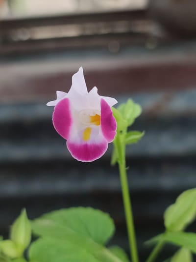 A close-up, shallow-depth-of-field, vertical photograph shows a single, delicate flower with white petals edged in vibrant pink, and a yellow center. The flower is positioned slightly off-center to the left, with a thin green stem and blurred green leaves visible in the foreground and to the right. The background is a soft blur of dark gray and brown horizontal lines, possibly indicating a wall or fence. No people or specific city landmarks are identifiable.