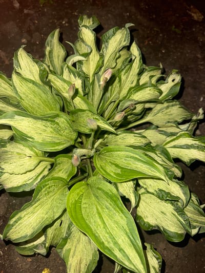 The image shows a close-up, top-down view of a variegated hosta plant. The plant has large, lance-shaped leaves with a prominent pattern of light green and creamy white variegation against a darker green background. Some of the leaves have wavy edges. There are several small, closed flower buds visible amongst the foliage, appearing to be pinkish-purple. The plant is situated on dark, rich soil, which has some small pebbles and debris scattered on it. The lighting suggests it is likely dusk or nighttime, as there are shadows and the overall illumination is dim. The scene is a garden or outdoor planting area, likely in Razdolnoye, Russia. There is no text visible in the image.