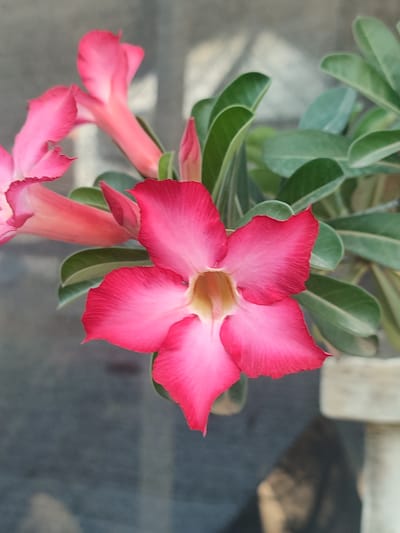 A close-up, vertical shot features a vibrant pink desert rose flower in full bloom. The flower's petals are a gradient of deep pink at the edges, fading to a lighter pink and then a pale yellow-green at the center. The petals are crinkled and have a textured appearance. Several other pink desert rose buds and partially opened flowers are visible in the background, along with lush green leaves. The background is out of focus, showing a greyish-blue diffused surface and the corner of a light-colored pot. The scene is set in Blang Cut, Indonesia, where this desert rose is likely growing in a garden or potted on a balcony.