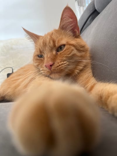 An orange tabby cat lies on a gray sofa, with its front paw extended forward and blurred due to the close-up perspective. The cat's head is turned to the left, and its eyes are partially closed, giving it a relaxed or sleepy appearance. Its nose is pink, and its whiskers are clearly visible. The background shows a white fuzzy blanket on the left and the gray sofa on the right. The image is taken indoors, likely in a residential setting. The location in Zabrze, Poland, is not evident from the visual information provided in the image.