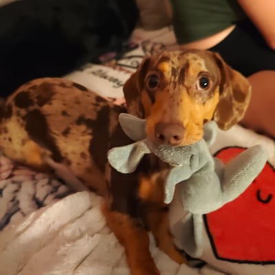 A dapple dachshund dog is lying down on a white blanket with a red heart pillow, holding a blue stuffed toy in its mouth. The dog has brown and tan spots on its coat. The background is blurred and appears to be indoors. The image was taken in Locking Parklands, United Kingdom.