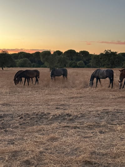 A herd of six horses graze in a dry, grassy field under a warm, gradient sunset sky. The horses are scattered across the field, with two dark horses standing close together on the left, three horses in the middle and right-middle sections, and one reddish-brown horse visible on the far right. They are all in various stages of grazing, with their heads down. The field is covered in dry, light brown grass and stubble, suggesting a rural or agricultural setting. In the background, a dense line of dark green trees forms a natural border against the horizon. The sky above transitions from a pale blue at the top to soft orange and pink hues near the horizon, indicative of sunset. The scene is serene and natural.