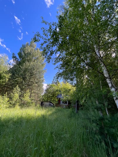 The image depicts a sun-drenched natural scene in Заречный, Russia. A bright blue sky dotted with fluffy white clouds serves as the backdrop for lush green trees and tall grasses. Sunlight filters through the leaves, casting dappled shadows on the ground and illuminating the verdant landscape.
In the mid-ground, a small, rustic red wooden structure with white-trimmed windows is partially obscured by the surrounding foliage. This building appears to be part of a rural setting, perhaps a small cabin or shed. The overall impression is one of peaceful solitude and natural beauty, suggesting a warm, clear day, likely during the summer months. The scene evokes a sense of tranquility and rustic charm. No people are visible in the image.