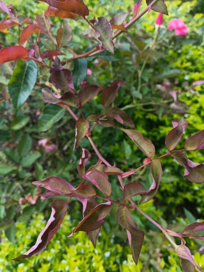 The image displays a close-up, downward-angled view of plant foliage from a rose bush, situated in Thành phố Kon Tum, Vietnam. The foreground is dominated by a branch with numerous leaves exhibiting a diverse coloration ranging from dark green to reddish-brown and pinkish-purple, with pink hues prominent on the edges and undersides of some leaves. The stems are slender, reddish-pink, and feature visible small thorns. The background consists of out-of-focus green and yellow-green foliage, with several indistinct pink rosebuds or small flowers visible towards the upper right, indicative of the plant's species. No individuals, animals, or man-made structures are present within the frame.