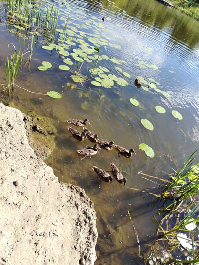 In a shallow, murky body of water, likely a pond or slow-moving river, several mallard ducks are swimming. The water is dotted with green lily pads, and tall reeds and grasses grow along the bank. A rough, concrete structure, possibly part of a dock or embankment, occupies the lower left portion of the image. The reflection of trees and the sky are visible on the water's surface. The scene is set outdoors, under daylight conditions, with a bright, sunny atmosphere. The location is identified as Stroitel', Russia, suggesting an urban or suburban setting.
