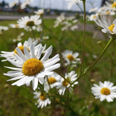The image is a close-up, slightly blurry photograph of several white daisy-like flowers with yellow centers. The flowers are in a field of green grass. The background shows a blurred out area with some buildings and a road, suggesting an urban or suburban environment. The lighting indicates it is daytime. The specific location in Pervomaysky, Russia cannot be determined from the image alone, as there are no identifiable landmarks or specific geographical features.