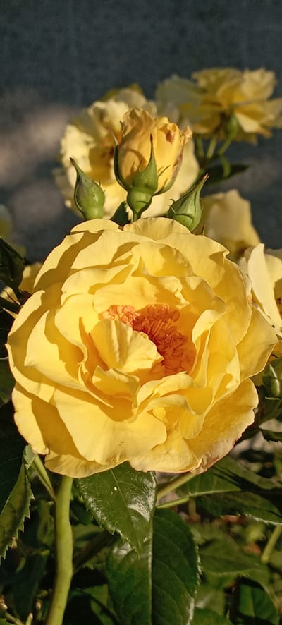 This is a close-up, vertical, outdoor photograph of a yellow rose in bloom, set against a dark, out-of-focus background. The rose is the dominant subject, with its petals unfurling in a spiral pattern. The center of the rose reveals stamen and pistils in shades of orange. Several unopened rosebuds and green sepals are visible above and around the main bloom. The lighting suggests it is daytime, with sunlight casting shadows on the rose petals. The background appears to be a textured surface, possibly a wall or a shaded area. The image does not contain any people or specific urban elements that would indicate its location in Radisne, Ukraine.