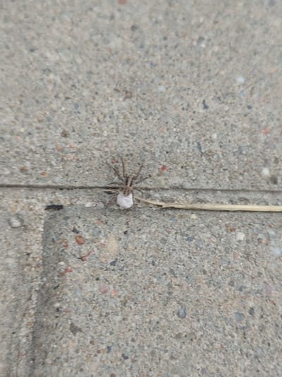 The image shows a wolf spider carrying an egg sac on a concrete surface. The concrete appears to be a sidewalk or pathway with a visible expansion joint running horizontally across the frame. A single dry blade of grass lies across the joint, just to the right of the spider. The spider is light brown with darker markings and has eight legs. It is positioned in the lower center of the image, facing towards the right. The egg sac is a pale, rounded shape attached to the spider's abdomen. The environment suggests an outdoor urban setting, possibly in Nowy Dwór Mazowiecki, Poland, given the provided location context. The lighting indicates it is daytime.