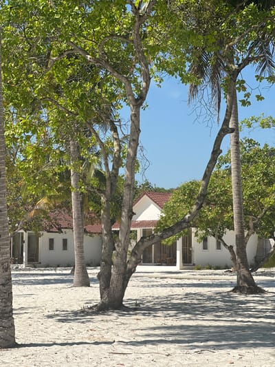 A beach scene shows several trees with green foliage and bare, light gray branches. The trees cast shadows on the white sand. Behind the trees, parts of buildings with white walls and red-tiled roofs are visible. The sky above is clear and blue. The orientation of the image is unusual, appearing sideways.
