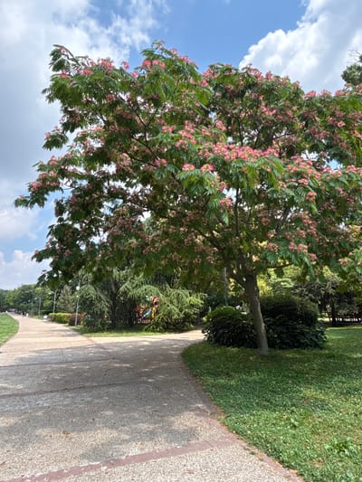 A mature Albizia tree with abundant pink, fluffy blossoms dominates the center-right of the frame. Its branches, adorned with feathery green leaves, extend outwards, casting dappled shadows on a paved pathway. The pathway, made of light-colored aggregate with red brick edging, curves from the bottom left of the image and recedes into the distance towards the left. On the left side of the pathway, a grassy area is visible, with a few distant figures walking. The right side of the pathway is also bordered by grass, and further back, a variety of trees and bushes create a lush, green backdrop. In the far right background, a glimpse of a playground structure with colorful elements is visible, partially obscured by foliage. The sky above is a bright blue, dotted with fluffy white clouds. The scene appears to be a park in the city of Silistra, Bulgaria, on a clear, sunny day.