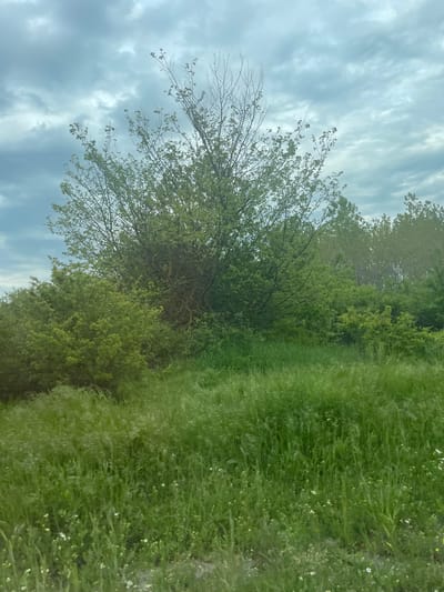 This image depicts a vibrant natural landscape, likely in Yastrebovo, Bulgaria, characterized by lush vegetation under a cloudy sky.
The upper section of the scene is dominated by a light blue-grey sky, filled with numerous soft, streaky white and light grey clouds, suggesting an overcast or partly cloudy daytime.
The rest of the frame is rich with diverse greenery. On the left, a prominent tree features both bare branches and sections with fresh, light green leaves. Extending across the middle ground, a dense array of trees and bushes, varying in shades of green, forms a verdant backdrop. To the right, a wide expanse of tall, vibrant green grass stretches from the foreground into the distance. Scattered within this grass are small white and delicate yellow wildflowers, adding intricate detail to the natural ground cover.
There is no visible human activity, people, or man-made objects, highlighting the untouched natural environment. The soft, diffused lighting indicates it is daytime, possibly late morning or afternoon. The scene evokes a sense of tranquility and natural beauty. No text is visible in the media.