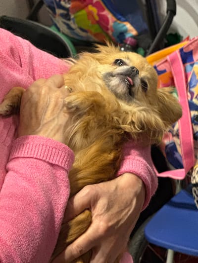 The image presents a close-up, indoor scene within the Metropolitan Borough of Solihull, United Kingdom, focusing on a small, long-haired dog being held by an individual. The dog, appearing to be a Pomeranian or similar breed, has light brown fur and is positioned on its back or side, looking upwards and slightly to its right. Its dark eyes are open, and its tongue is partially extended from its mouth. The individual's forearms and hands, visible in the lower portion of the frame, are supporting the dog. The person is wearing a pink, ribbed, long-sleeved sweater. A gold-toned ring is present on the ring finger of the visible left hand. The background is out of focus, revealing indistinct objects: a multicolored fabric item with pink, blue, and yellow patterns on the upper right, a dark, possibly metallic or plastic structure behind the dog's head, and a partial blue object resembling a stool or chair seat on the lower right. The interaction consists of the person gently holding the dog in a resting position.