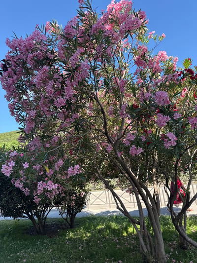 A bright, sunlit outdoor scene in Donji Pobori, Montenegro, features a large oleander bush with abundant pink and some red flowers. The bush is situated in front of a low, metal fence. Behind the fence, a paved area is visible, with a person in a red garment walking away from the camera. The ground in the foreground is covered in green grass with scattered fallen pink petals. A green hillside with lush vegetation is visible in the background, under a clear blue sky.