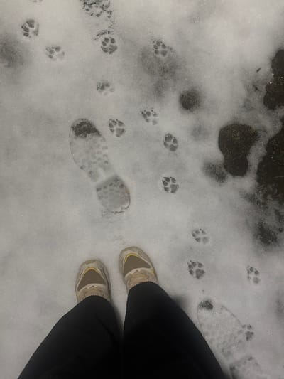 The scene depicts a low-angle, first-person perspective of a ground surface in the city of Visp, Switzerland, partially covered by shallow, fresh snow. The lower legs and feet of an individual are visible at the bottom of the frame. The individual is wearing black trousers and light beige athletic shoes with yellow accents. Their feet are positioned on the snow, facing away from the camera.

In the snow, a distinct human footprint, likely from the same individual, is visible behind and to the left of the observer's right foot, showing the tread pattern of a shoe sole. Scattered across the snowy surface, predominantly in the upper half and right side of the image, are numerous animal paw prints. These prints are consistent with those of a canid, displaying four distinct toe pads and a central heel pad. Dark patches of ground, devoid of snow, are visible in the upper right portion of the image, indicating areas where the snow layer is absent or thin. The environment suggests recent snowfall and subsequent traversals by both a human and an animal.