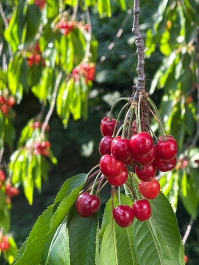 This vertical close-up photograph captures a cluster of ripe red cherries hanging from a tree branch in Sapareva Banya, Bulgaria. The primary subject consists of approximately 20-25 individual cherries, each appearing glossy, round to slightly ovate, and displaying a deep crimson hue with occasional lighter red or reddish-orange reflections. They are attached by slender, green stems that converge to connect to a segment of a dark brown, textured, and gnarled tree branch. Several vibrant green leaves with serrated edges are positioned in the immediate foreground, providing a frame for the cherry cluster. The background is heavily blurred, creating a bokeh effect, and comprises a dense arrangement of luminous green foliage interspersed with indistinct red blurs, suggesting additional distant cherry clusters. Strong natural light illuminates the scene from above, producing distinct highlights on the cherries and leaves, consistent with an outdoor daytime setting. No individuals or man-made structures are present within the frame.