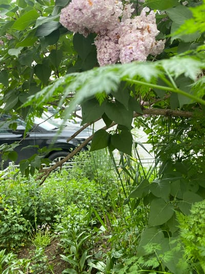 A close-up, eye-level shot captures a cluster of pale pink lilac blossoms overhead, partially obscured by lush green leaves. Below, a dark-colored sedan is visible parked behind a green metal fence, its front wheel and lower body showing through the foliage. The ground is covered with a dense layer of various green plants, including taller, strappy leaves and smaller, leafy ground cover, with patches of dark soil visible. A narrow dirt path is present in the lower portion of the frame. The scene appears to be an outdoor setting, possibly a residential area or park in Yuzhno-Sakhalinsk, Russia, during daylight hours.