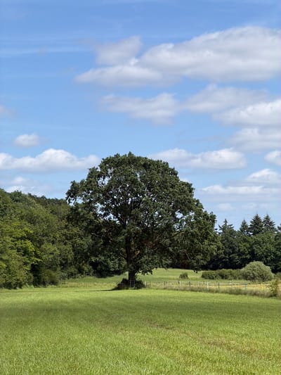An outdoor scene in Niederanven, Luxembourg, depicts a verdant grassy field under a bright blue sky dotted with scattered white cumulus clouds. A large, mature deciduous tree with a full, dark green canopy stands prominently in the midground, slightly right of center. At the base of this tree, a wooden structure resembling a ladder or tree stand is visible. To the left, a dense forest line with various green deciduous trees forms the background. To the right, the treeline continues, featuring several distinct coniferous trees with pointed tops. In the mid-right, a multi-strand white fence, likely an electric or rope fence, with interspersed white, yellow, and green posts, delineates a boundary within the field. The field exhibits variations in grass length and texture, with shadows cast across its surface from the overhead sunlight. No human figures or animals are present, and no actions or interactions are depicted.