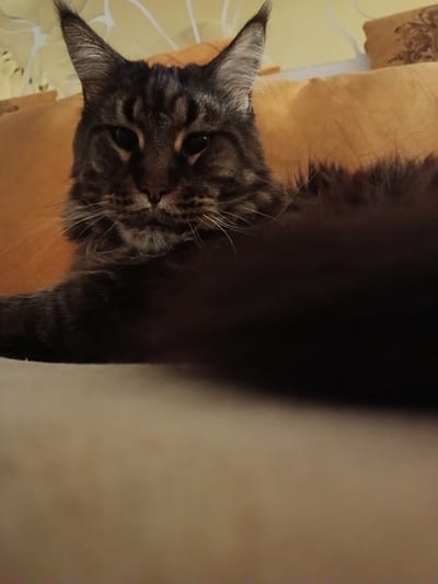 A Maine Coon cat with tabby markings reclines on a plush, golden-orange sofa, its head resting slightly to the left. The cat's fur is dark brown and black with distinct tabby stripes on its face and ears. Its eyes are dark and partially closed, giving it a relaxed or sleepy appearance. Long white whiskers fan out from its muzzle. The background is softly blurred, showing the same golden-orange sofa and a cream-colored wall with subtle yellow floral patterns. The lighting suggests an indoor setting, likely during the day or evening, with warm ambient light. The overall mood is tranquil and domestic, capturing a moment of a cat at ease in its home. No text is visible in the image. The location context is Ashkelon, Israel.