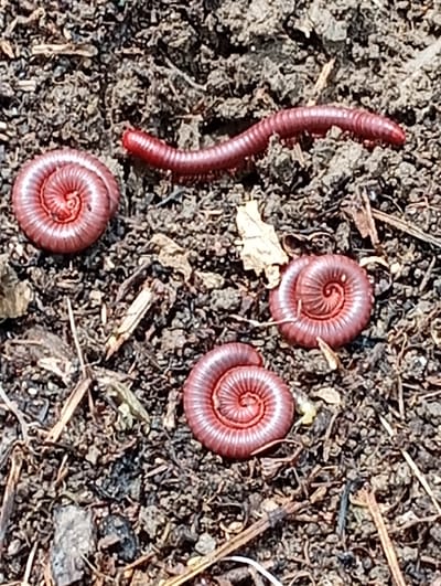 The image displays four millipedes on dark, earthy ground. Three of the millipedes are coiled into tight spirals, resembling ammonite fossils. They are a reddish-brown color and appear to have segmented bodies. One millipede is elongated and appears to be in motion, stretching across the frame from the upper right towards the center. The ground is composed of dark soil, with small pebbles, twigs, and dry leaves scattered across the surface, suggesting a natural, outdoor environment. The lighting indicates it's daytime, with shadows hinting at a bright sun. The scene appears to be a close-up view of the ground in a garden or natural habitat. There is no visible text in the image. The location context of Carmen, Philippines, suggests a tropical or subtropical environment where such creatures are likely found.