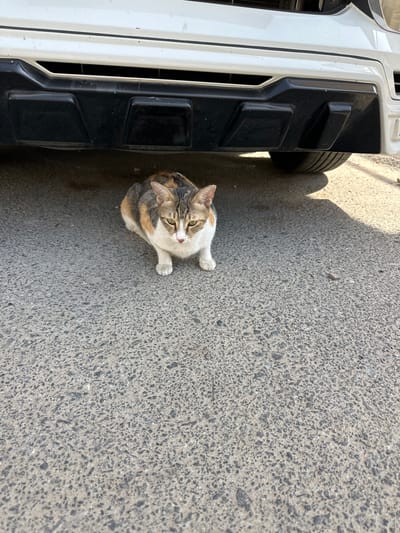 A calico cat sits on asphalt next to the bumper of a white vehicle. The cat is facing the camera with its green eyes looking forward. Its fur is a mix of white, grey, orange, and black. The cat is positioned in the lower center of the frame. To the left of the cat is the front bumper of a white vehicle, which is black on the lower section. The asphalt ground is rough and grey, with a shadow cast from the vehicle on the upper left side of the frame. The scene appears to be outdoors in daylight.