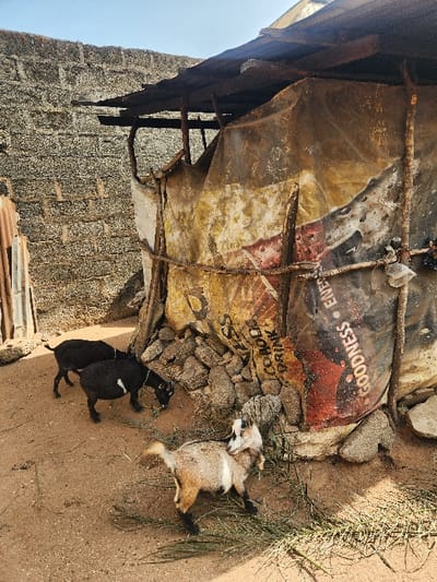 The image captures a rural outdoor scene in Umuoye, Nigeria, featuring three goats near a makeshift shelter under bright daylight. The ground is composed of sand or light-colored dirt, with some dry, sparse vegetation visible on the right.
In the foreground, a light brown and white goat is lying on its side, appearing to rest or sleep amidst the sparse greenery. It has dark markings on its legs and face. To its left, two black goats are positioned close to each other. One of the black goats has a distinctly rounded belly, suggesting it might be pregnant, and stands or crouches next to the other smaller black goat. The goats appear calm and undisturbed.
The dominant structure is a simple shelter, likely for animals, constructed from repurposed materials. It appears to be made from corrugated metal sheets, possibly old advertising hoardings or packaging, supported by wooden poles and stones that form a rough base. The material is worn and shows signs of rust and discoloration. Text is partially visible on the shelter's surface, including "GOODNESS • ENER...", "CHOCOLATE DRINK", and "GOODNESS".
To the left, a portion of a textured brick or block wall is visible, and what appears to be discarded or stacked corrugated metal sheets lie on the ground near the wall. The sky is clear and bright, indicating a sunny day.