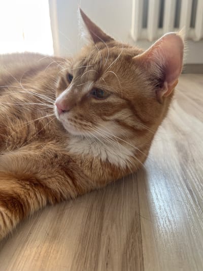 An orange tabby cat is lying on a light-colored wooden floor. The cat is in profile, looking to the left. Its fur is predominantly orange with darker tabby markings on its face and body. There is a patch of white fur on its chest. The cat has bright eyes and prominent white whiskers. The background is blurred but appears to be an indoor setting with a radiator and a window with natural light. The image does not contain information that would indicate a location in Zabrze, Poland.