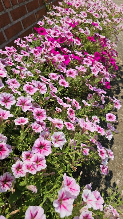This media file features a close-up, ground-level view of a dense planting of petunias. The flowers exhibit a variety of pink and magenta hues, with many featuring delicate white veining radiating from the centers. The petunias are a mix of fully bloomed flowers and developing buds, creating a textured and abundant display.
The scene is set outdoors, with a rough, gray concrete wall forming the background at the top of the frame. The lower left corner reveals a section of reddish-brown brickwork, suggesting the flowers are planted along a walkway, border, or retaining wall. The lighting indicates it is daytime, with sunlight casting shadows from the foliage and flowers onto the wall and ground, suggesting a sunny day. The overall impression is one of natural beauty and vibrant floral growth. There is no visible text in the image. The location context places this scene in Asan-si, South Korea.