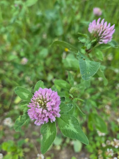 The image is a close-up shot of two pink clover flowers in a field of green grass. The flower in the foreground is in focus, displaying its intricate petals and clover leaves. The background is softly blurred, with hints of other clover flowers and green foliage. The scene appears to be a natural outdoor setting, possibly a park or a meadow. There are no people or animals visible in the image. The overall impression is one of natural beauty and tranquility. The image does not contain any information about the city of Nyagan, Russia.