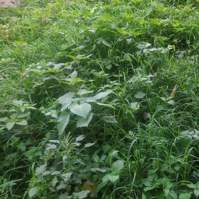 This media file is a close-up, full-frame shot of dense, green vegetation. The image is oriented vertically, with the top of the frame showing more of the ground level. The subjects are various types of plants, including tall, thin blades of grass and broader-leafed plants, all growing in close proximity. Some leaves are a lighter, almost silvery green, suggesting they might be coated in dew or dust, while others are a deep emerald. The overall impression is of an untamed, overgrown natural area.

There are no people or man-made objects visible in the image. The scene appears to be a natural ground cover, possibly a field, meadow, or the edge of a natural area, given the context of Ribina East, Nigeria. The lighting suggests it is daytime, but the exact time of day and weather conditions are not discernible. There are no overt signs of specific activity or events, other than the natural growth of plants. The image is rich in textures and variations in green hues, with some subtle hints of brown, possibly from fallen leaves or dry earth beneath the foliage. No visible text is present.