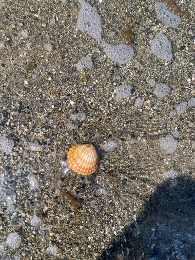 A close-up, overhead shot captures a textured, wet sandy beach in Estepona, Spain, illuminated by bright sunlight. A single, small, orange and white striped scallop shell rests on the sand, partially submerged in shallow, clear water. Bubbles are scattered across the water's surface, and small pieces of seaweed are visible amongst the pebbles and sand grains. The bottom right portion of the image is darker, indicating deeper water or a shadow.