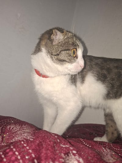 A domestic cat, exhibiting white fur on its chest, front legs, and underbelly, and brownish-grey tabby markings on its back and head, stands on a dark red textured fabric. The cat wears a red collar and possesses prominent yellow-amber eyes. It is positioned in profile, facing right, with its head slightly turned, directing its gaze off-frame. The background consists of a plain, light grey wall. This scene is located in Khujayli, Uzbekistan.