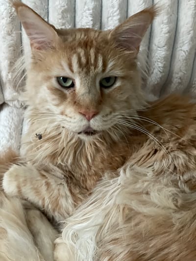 This media file is a close-up, top-down shot of an orange tabby cat lying on a white, textured surface, likely a blanket or bed. The cat is positioned with its head tilted to the left, its green eyes looking towards the camera. Its fur is long and fluffy, with distinct tabby markings on its face and ears. The cat's expression appears relaxed, with its mouth slightly open.
Notable details include the cat's long, white whiskers and the fluffy texture of its fur, which appears somewhat disheveled. There is a small, dark object, possibly a tick or a speck of dirt, visible on the cat's fur near its mouth. The background is a soft white material with faint horizontal lines, suggesting a textile surface. The lighting appears to be indoor, with a soft, diffused light source, suggesting it's likely daytime or well-lit indoors.
The location context provided is Rozsoshentsi, Ukraine. There is no visible text in the image. The image captures a quiet moment with the pet.