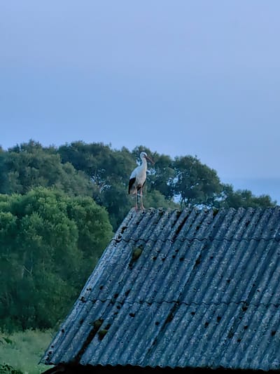 In the image, a white stork with black wingtips stands on a corrugated, weathered roof. The roof appears to be part of a building, possibly an older structure, with visible signs of age and some moss growth. Behind the roof, a dense line of green trees forms a backdrop, their foliage appearing lush and full. The sky above is a muted, pale blue, suggesting either early morning or late evening light. The overall impression is of a rural or semi-rural setting in Дзямідавіцкі сельскі Савет, Belarus, with the stork serving as a prominent natural element within the man-made landscape. There are no people or animals other than the stork visible in the image. The environment is characterized by natural vegetation and a weathered man-made structure.